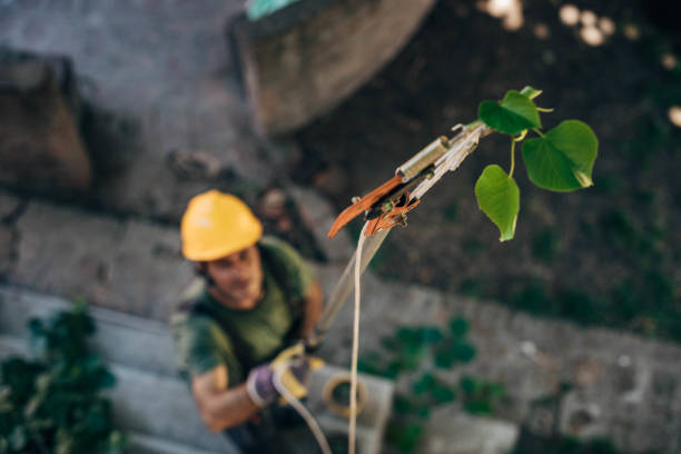 Best Palm Tree Trimming  in Sunset, LA